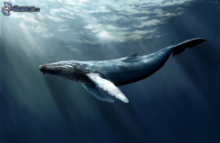 humpback whale, sunbeams