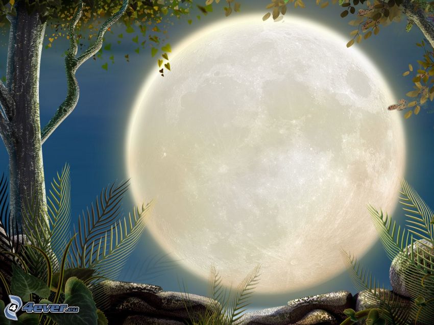 moon, trees, night