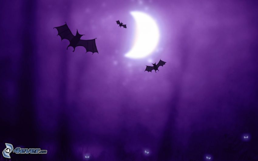 night, bats, moon, purple background