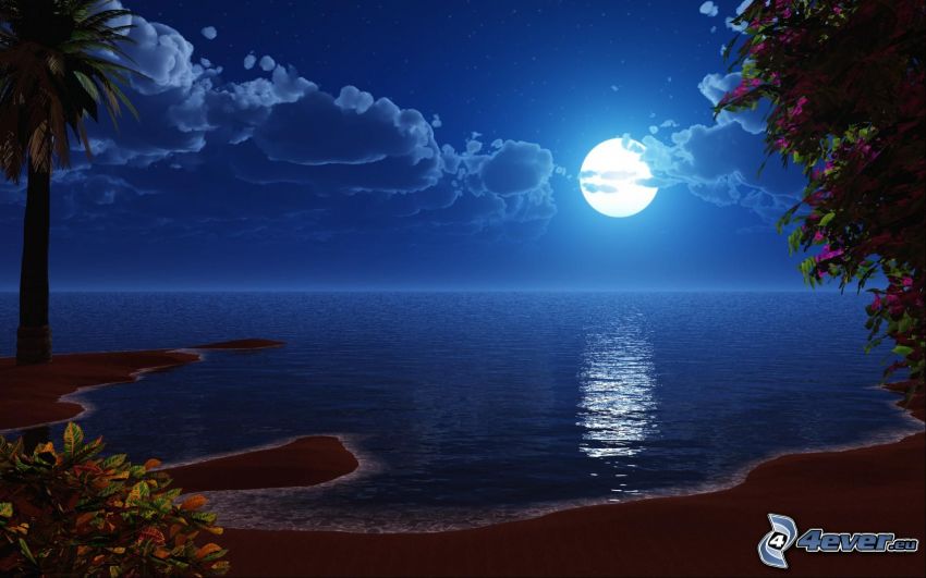 night, moon, sea, palm tree, clouds
