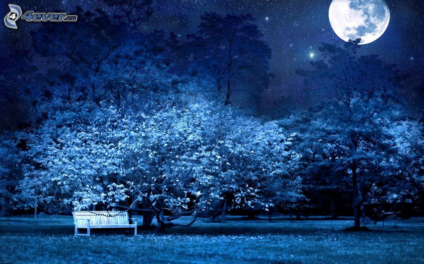 park, night, bench, trees, moon