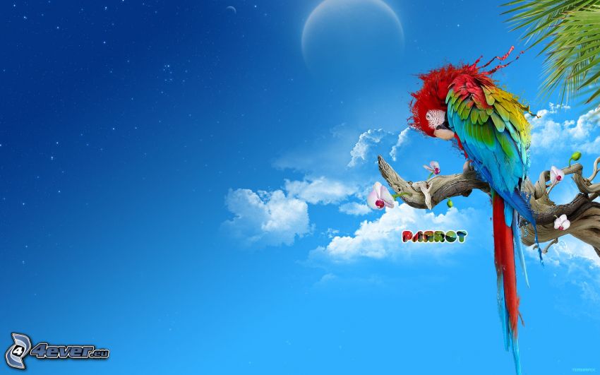 parrot, sky