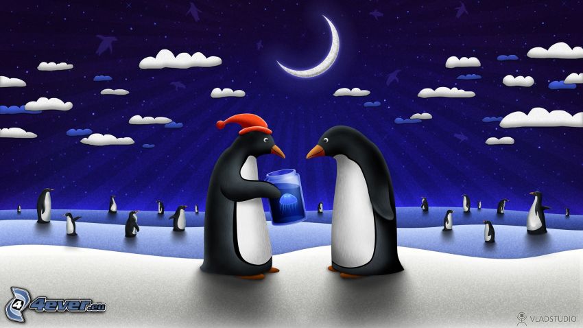 penguins, night