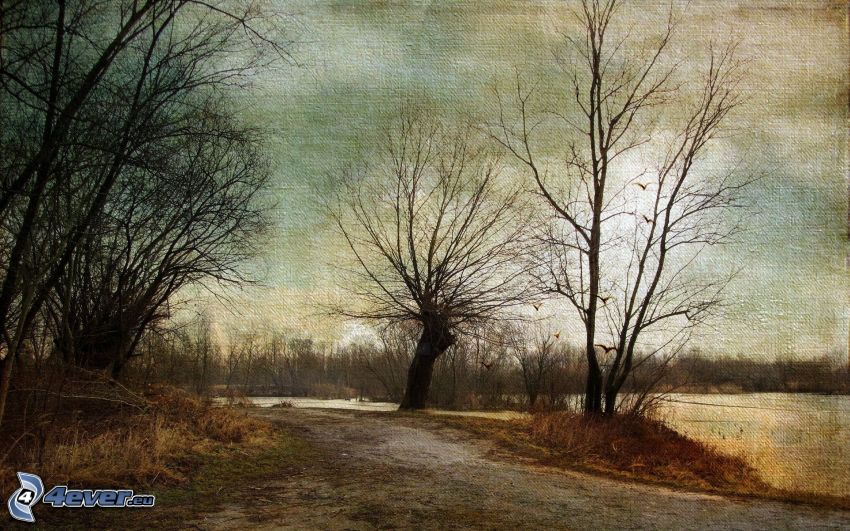 road, trees, River