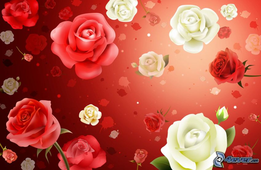 roses, red background