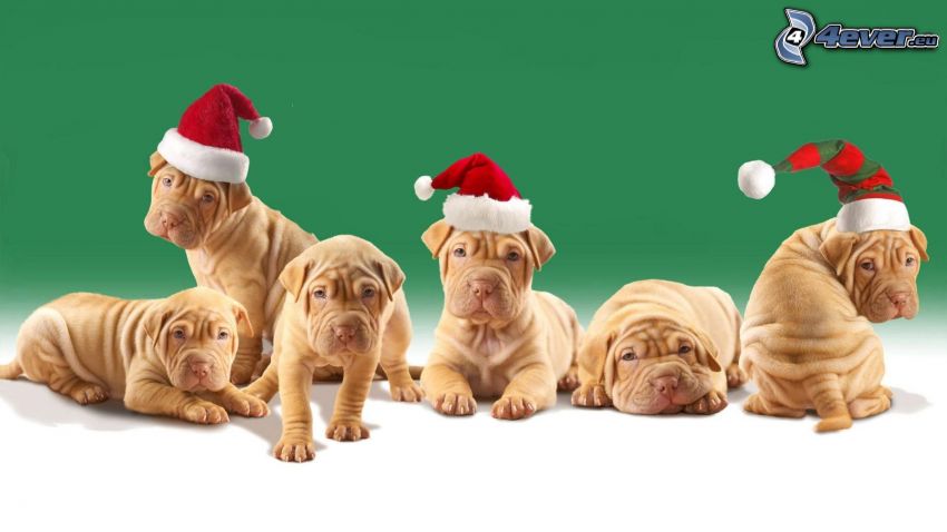 Shar Pei puppies, Santa Claus hat