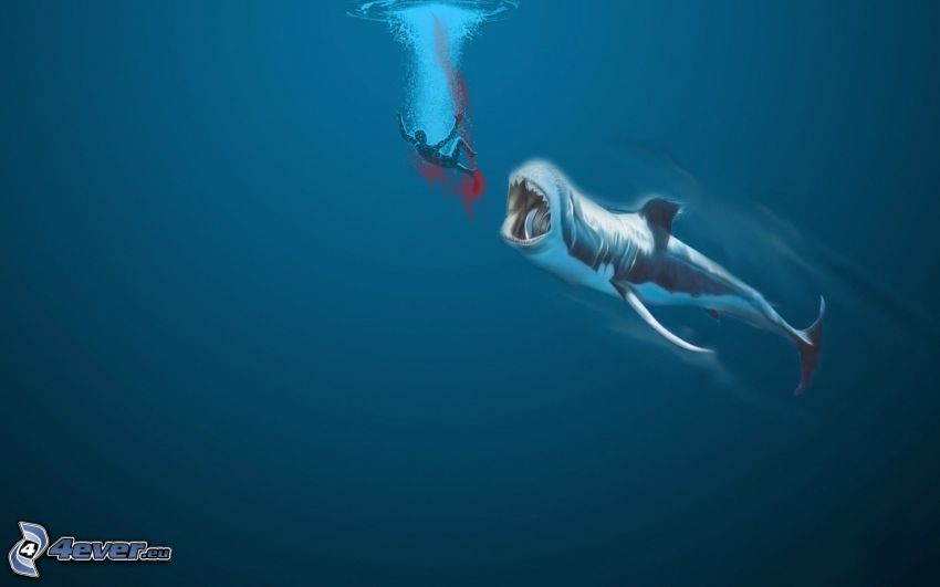shark, human, blood, sea