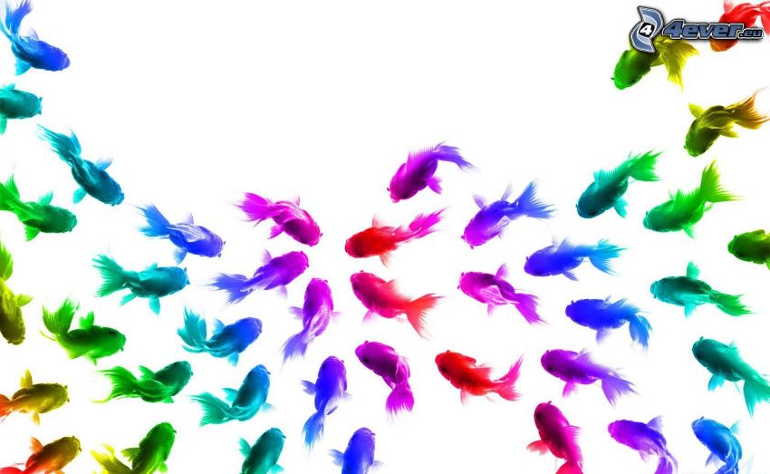 shoal of fish, colored