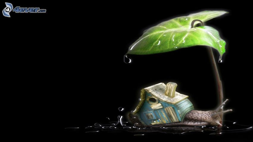 snail, house, green leaf, drops of water