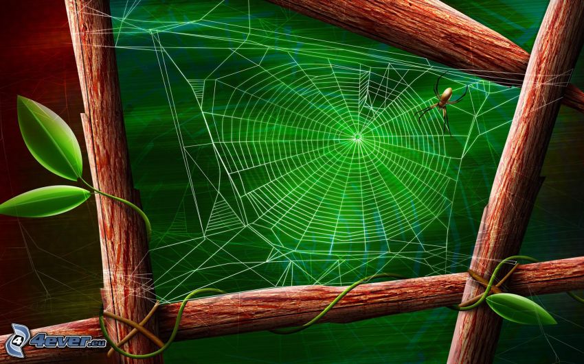 spider on spider web, wood, green leaves