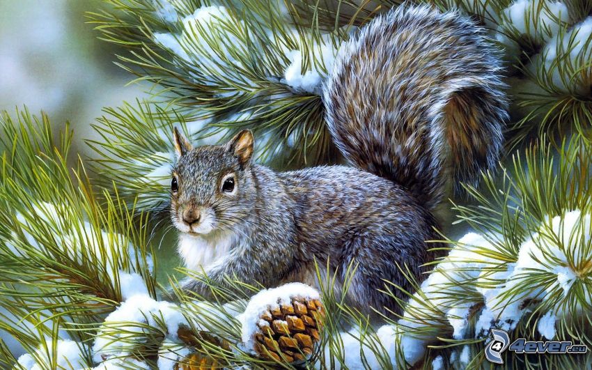 squirrel on a tree, snowy conifer