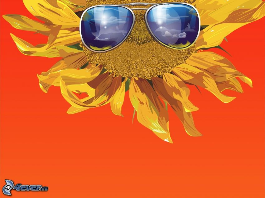 sunflower, sunglasses