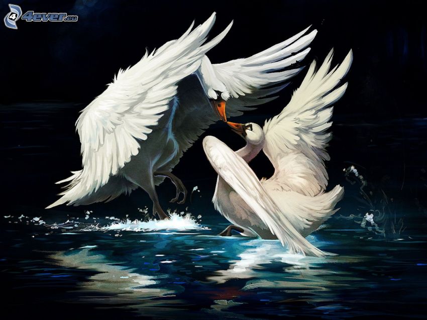 swans, love