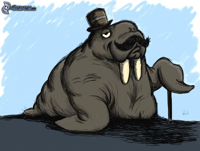 walrus, hat