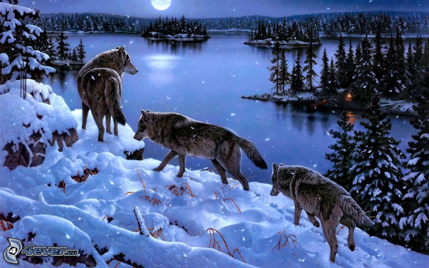 wolves, winter landscape, moon, lake