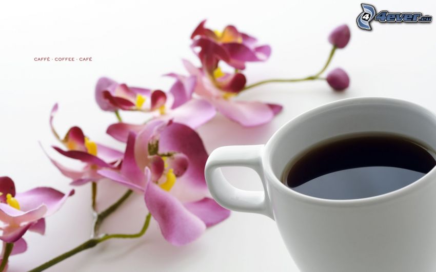cup of coffee, Orchid