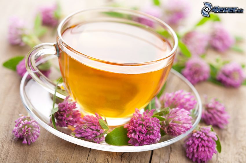 herbal tea, clover