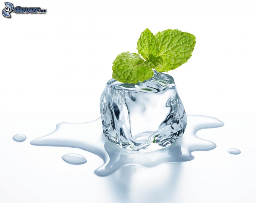 ice cube, mint leaves