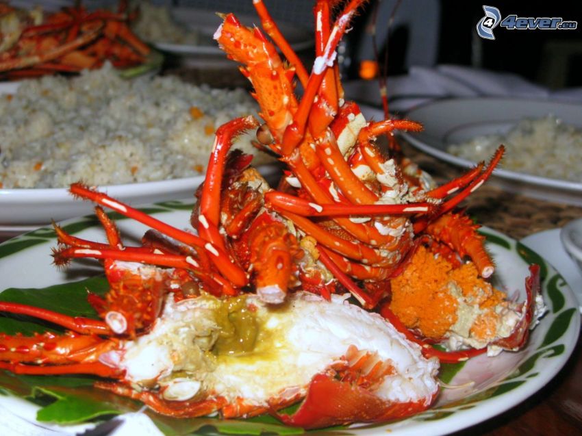 lobster, rice