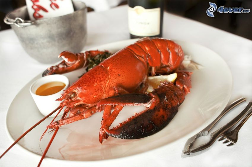 lobster, sauce, cutlery
