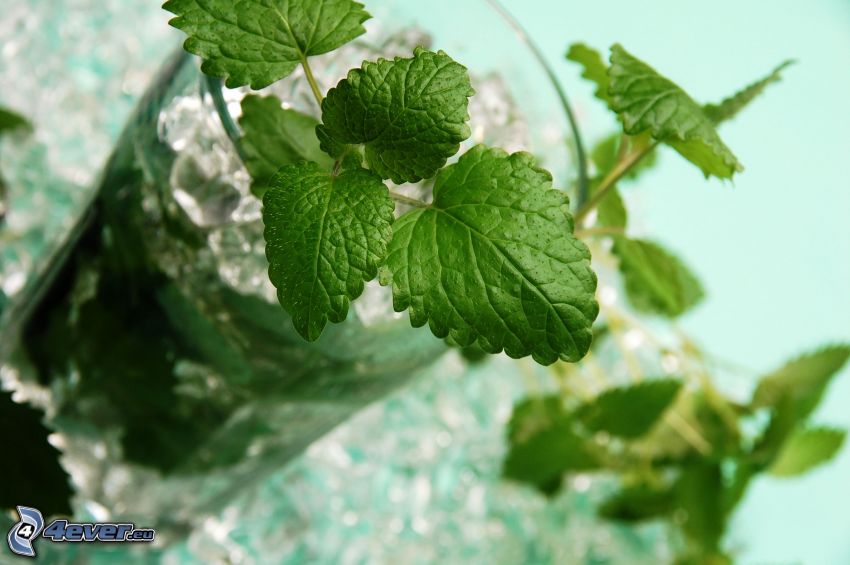 mojito, mint leaves, ice cubes