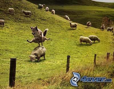 a flock of sheep, wolf, jump, wire fence