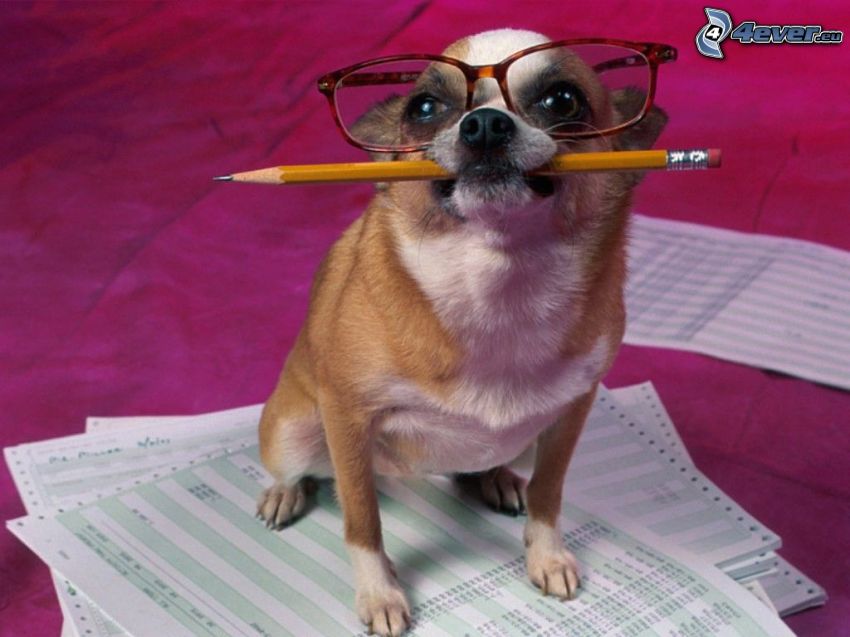 accountant, dog in glasses