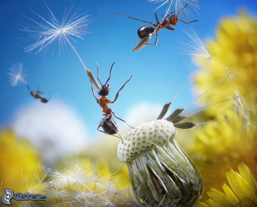 ants, dandelion seeds, flowering dandelion, flight