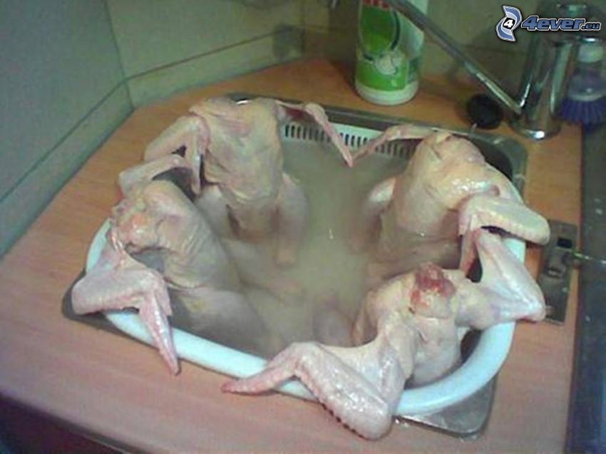 bath, chicken, chicken meat, rest, wash basin