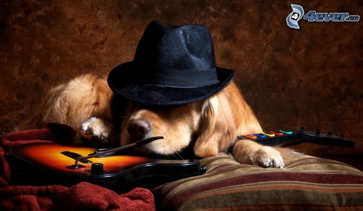 brown dog, hat, electric guitar