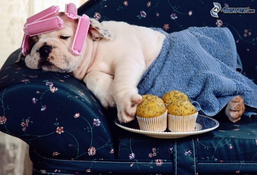 bulldog puppy, curlers, towel, muffins, rest