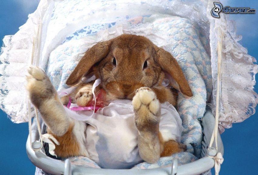 bunny, baby