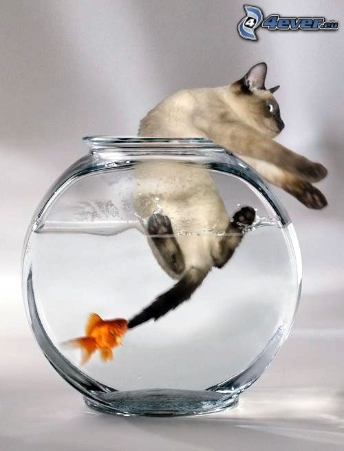 cat, fish, funny, aquarium