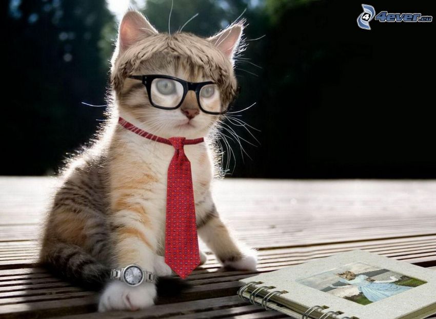 cat, glasses, tie, watch