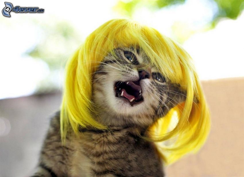 cat, wig