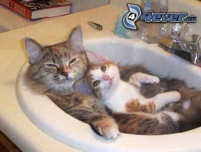 cat and kitten, wash basin
