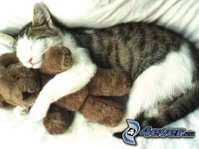 cat and plush toy