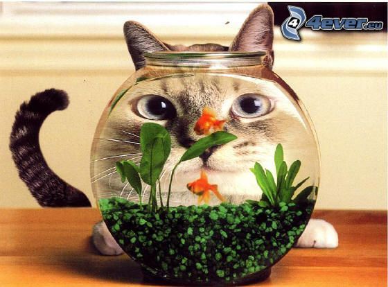cat face, aquarium, goldfish