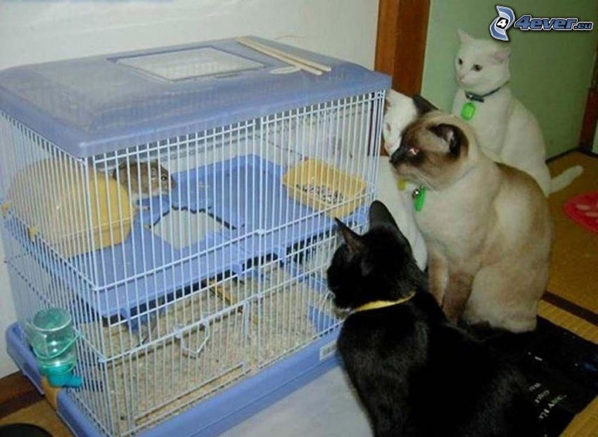 cats, hamster