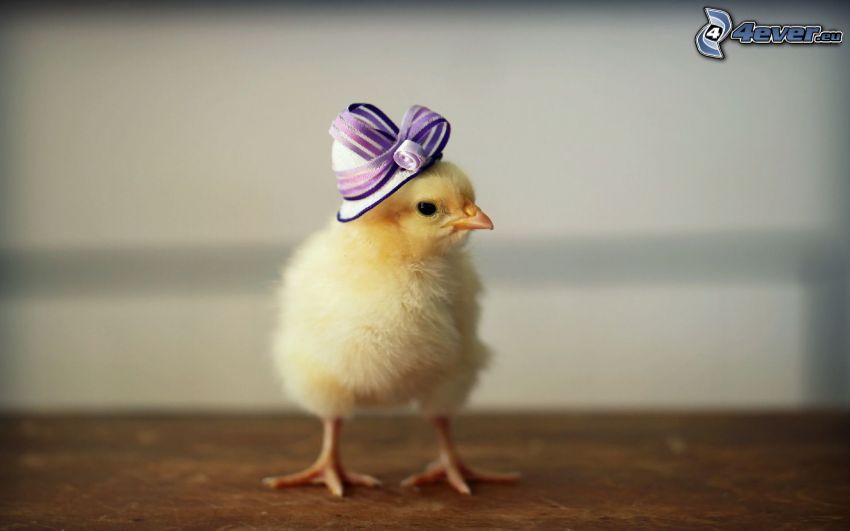chick, hat