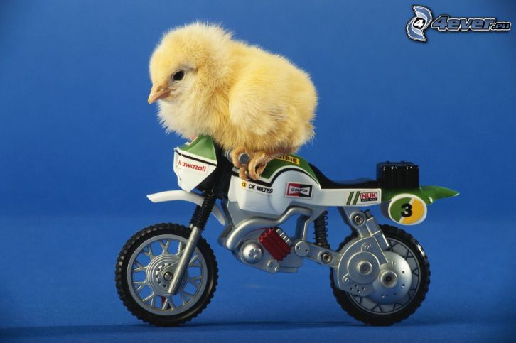 chick, motocycle