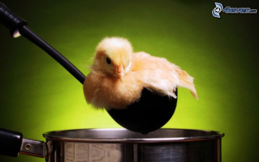 chick, scoop, pot