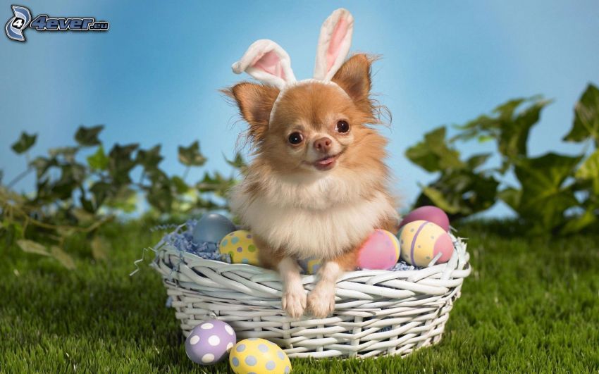 Chihuahua, Easter, dog in basket, ears, easter eggs, grass