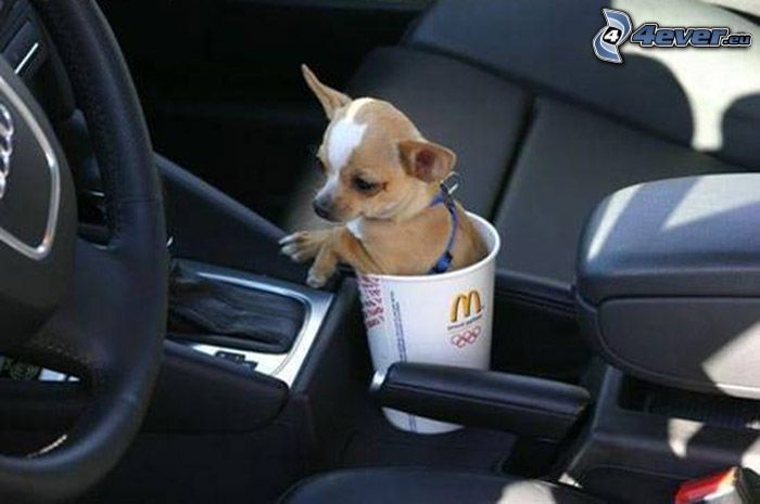 Chihuahua, McDonald's, interior, Audi