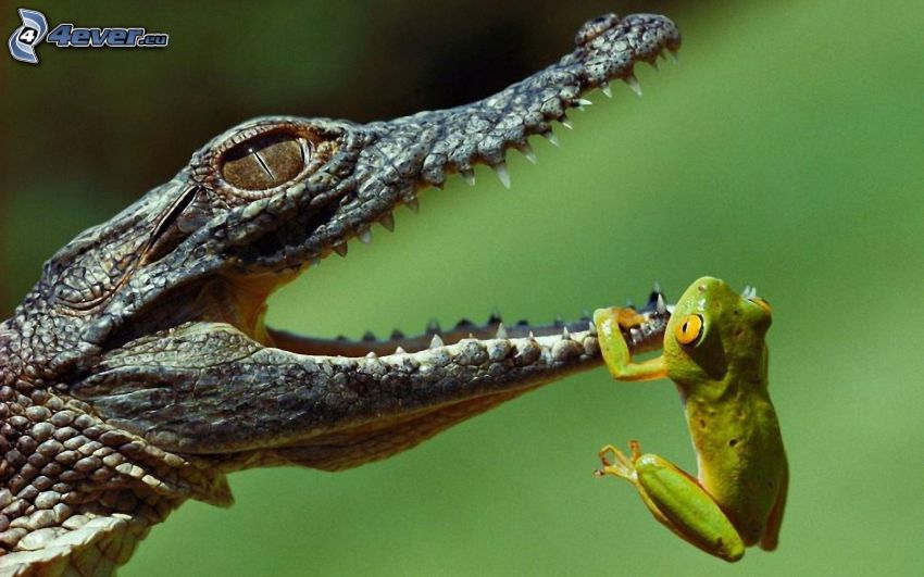 crocodile, tree-frog