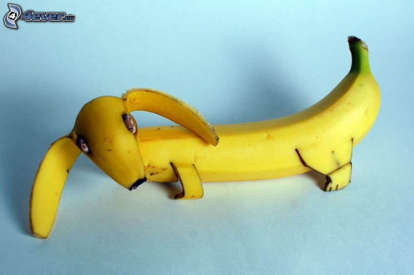 dachshund, banana