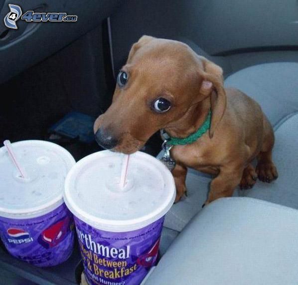 dachshund puppy, Pepsi