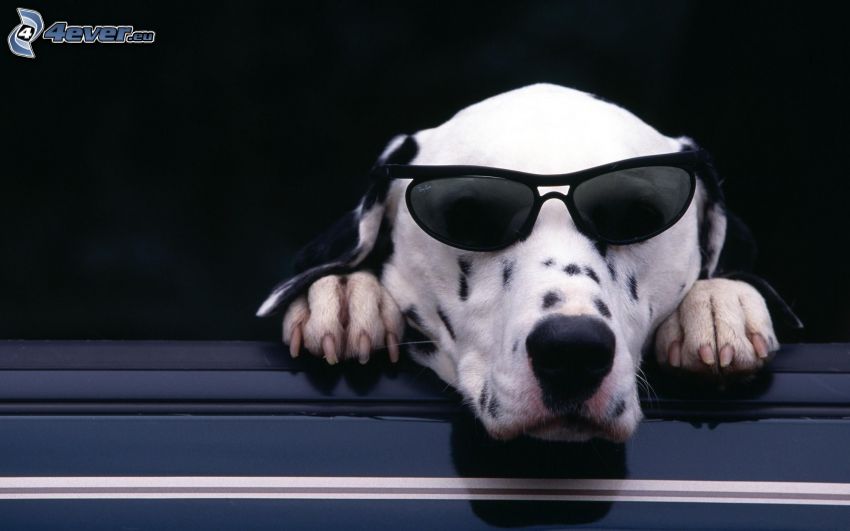 dalmatian, sunglasses