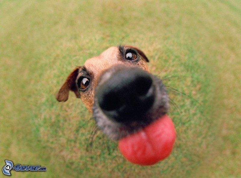 dog, snout, tongue