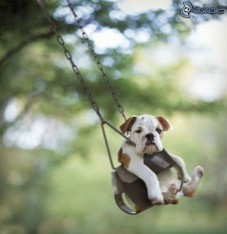 dog, swing
